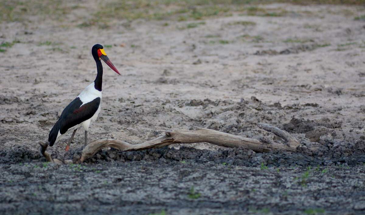 Saddle-billed stork satisfied after its catfish meal Saddle-billed stork satisfied after its catfish meal