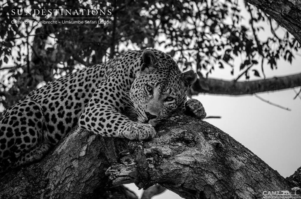 Maxabeni on a reed buck kill Maxabeni on a reed buck kill