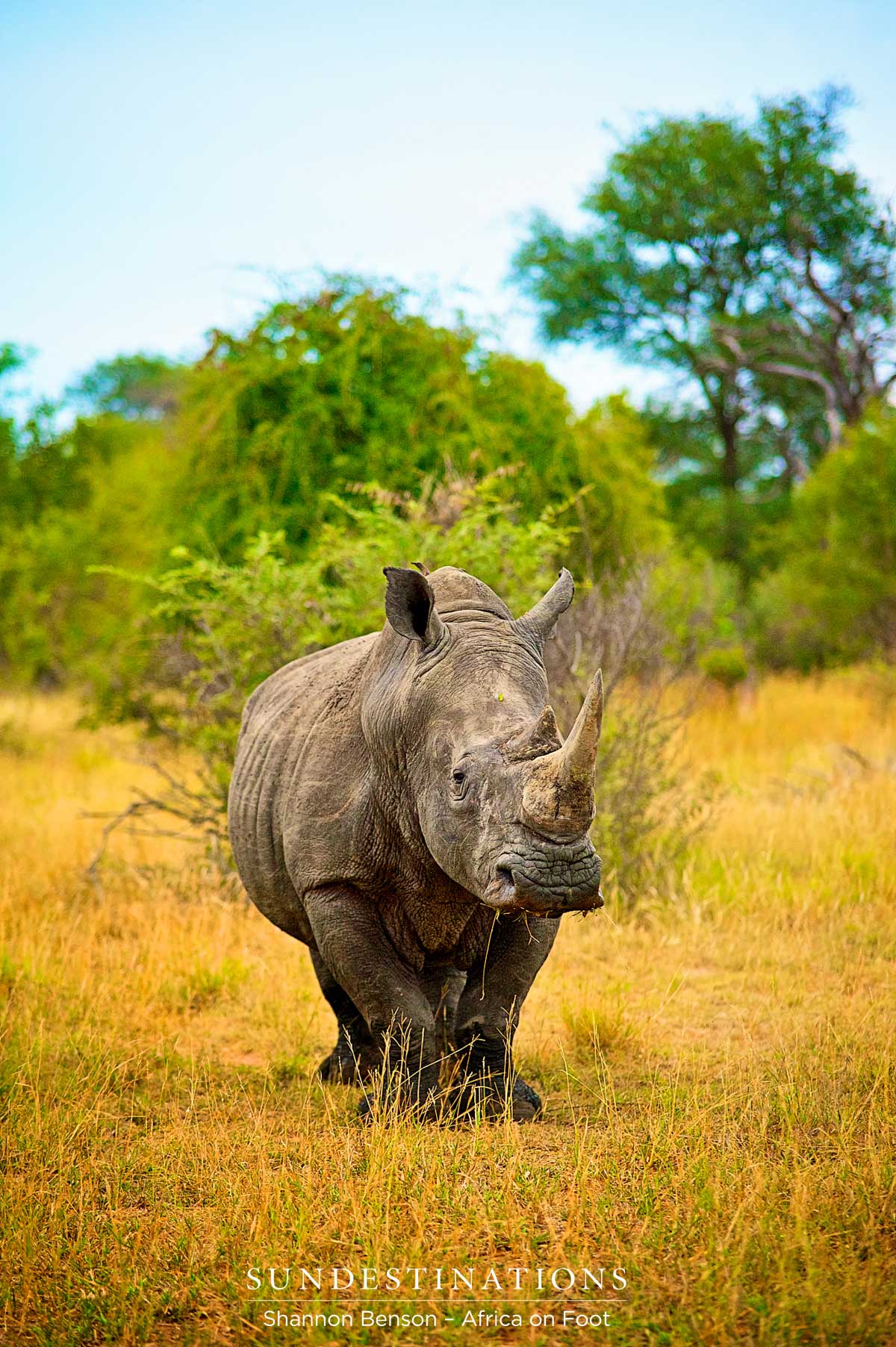 Portrait of a white rhino in the Kruger Portrait of a white rhino in the Kruger