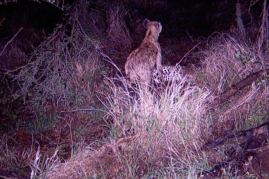 Video Footage from Our Kruger Camera Trap