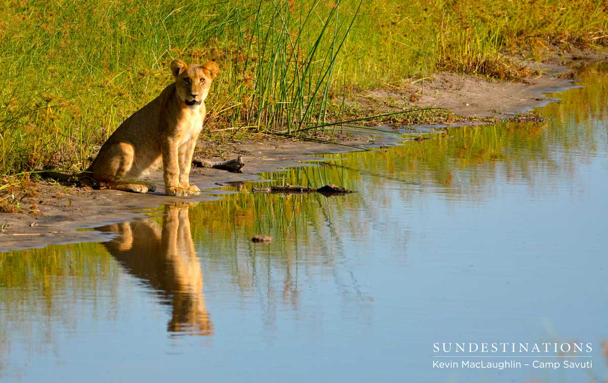 One of the first cubs to brave the open area and drink from the channel