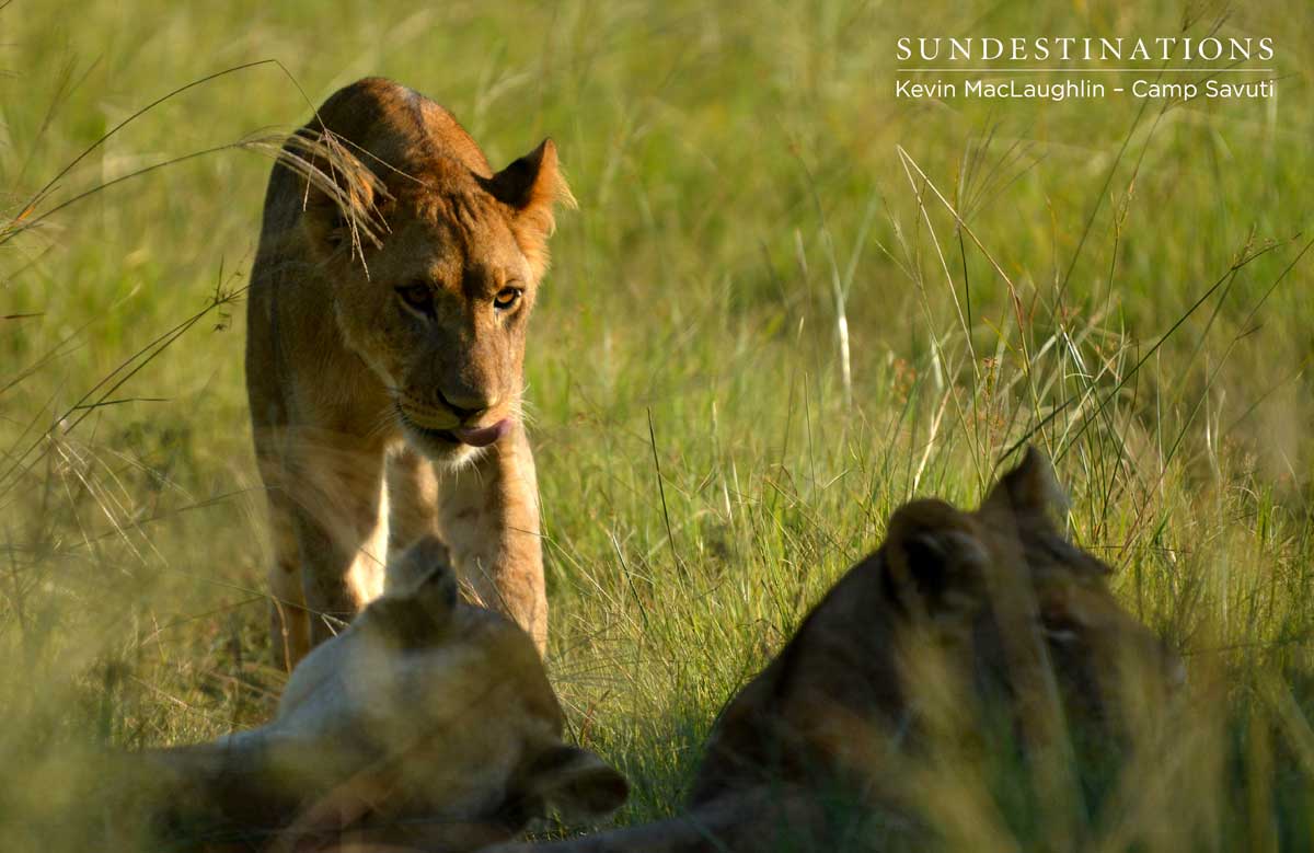Cubs emerge from the shadows
