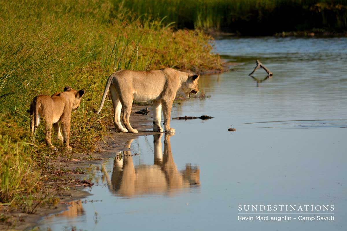 Cubs curious about some movement in the water