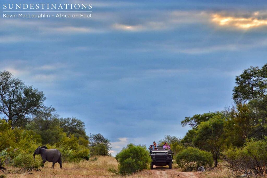 An elephant disappears into the bush as guests look on in the Klaserie