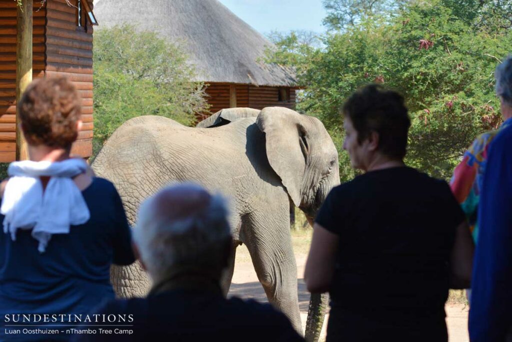 Thrilled with the sighting, nThambo guests enjoy the view Thrilled with the sighting, nThambo guests enjoy the view