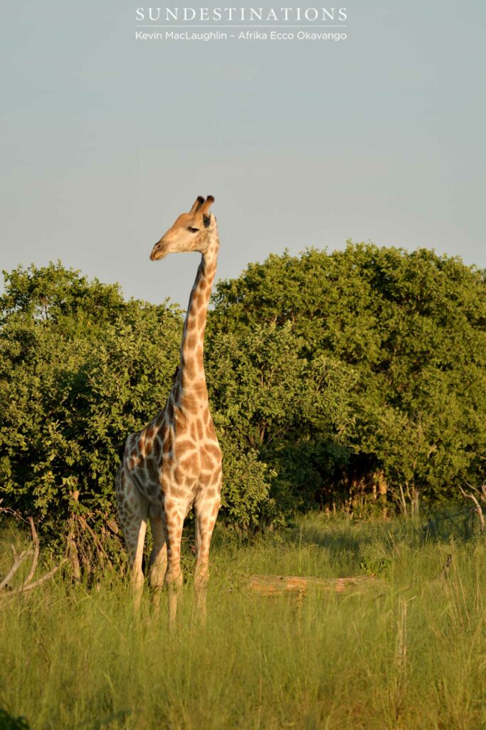 giraffe-in-the-sun-light-afrika-ecco A giraffe towering above the landscape