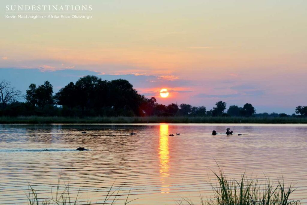 hippo-sunset-afrika-ecco Hippo at sunset - spotted while on safari in Linyanti, Botswana
