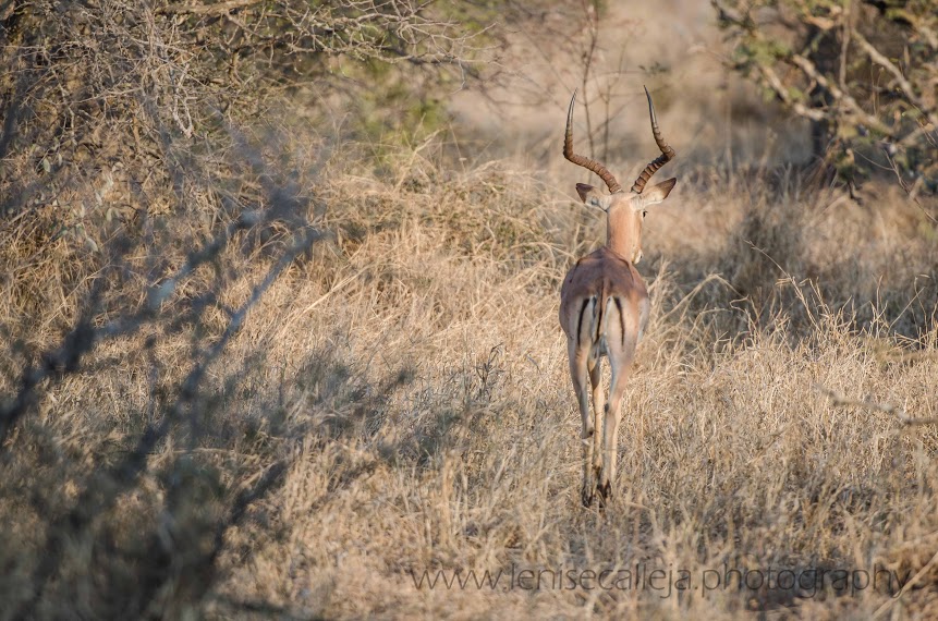 Retreating impala ram
