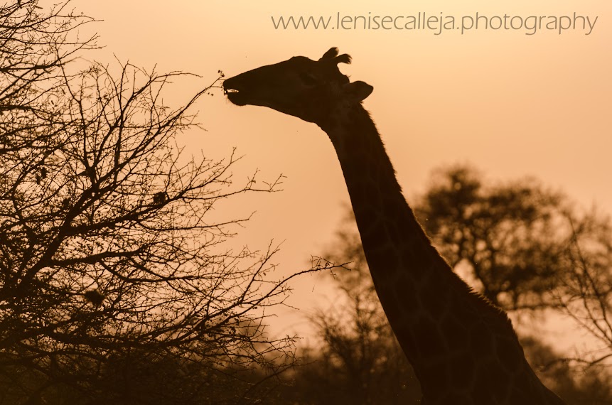 Giraffe silhouette