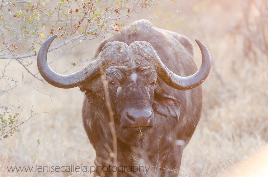 Buffalo in the setting sun