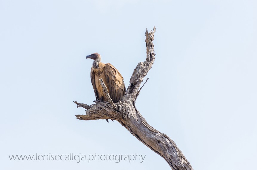 White-backed vulture perches on a look out point