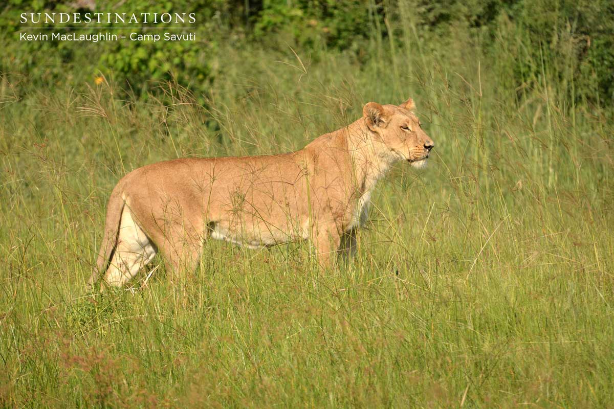 A lioness emerges and watches her cubs moving towards the channel of water