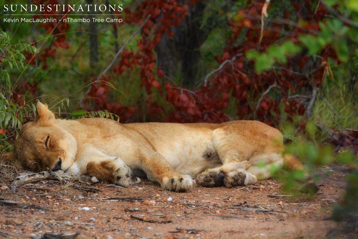 Suckle marks show that this Ross lioness is feeding cubs