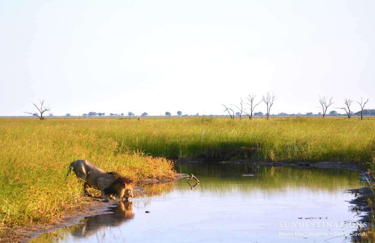 Camp Savuti guests look on as one of the dominant males crouches to take a drink