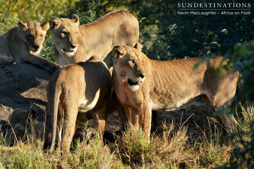 Ross Pride waits diligently outside the warthog hole