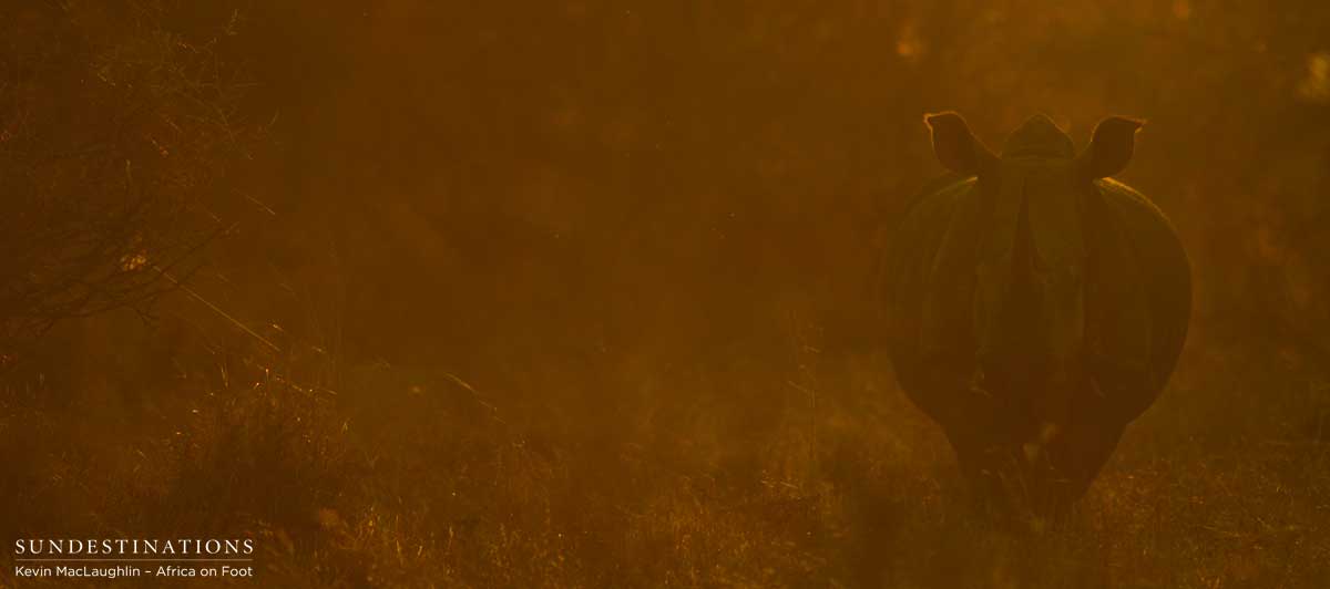 Rhino at sunset Rhino at sunset