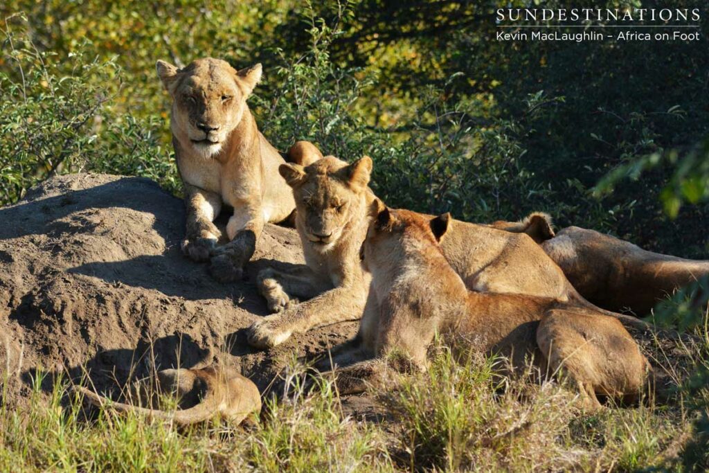 The Ross Pride looks exhausted after hours of digging