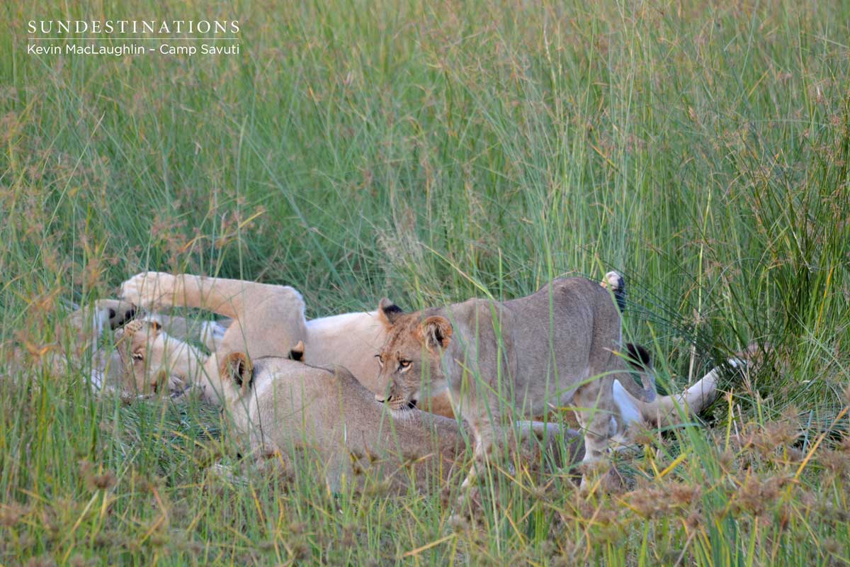 Cubs interact with each other as the heat of the day subsides