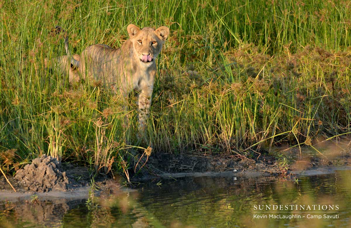 Savuti lion cub at the channel