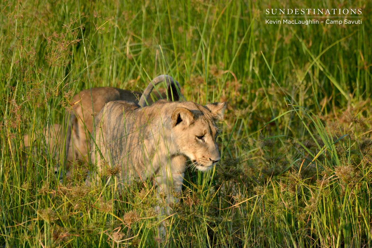 A Savuti cub begins to behave playfully with his siblings