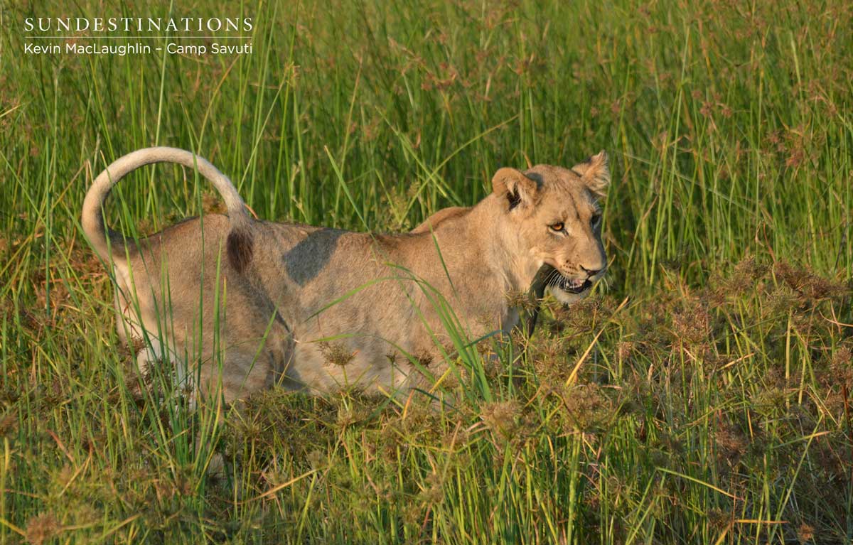 Lion cub entertains itself with a pice of wood