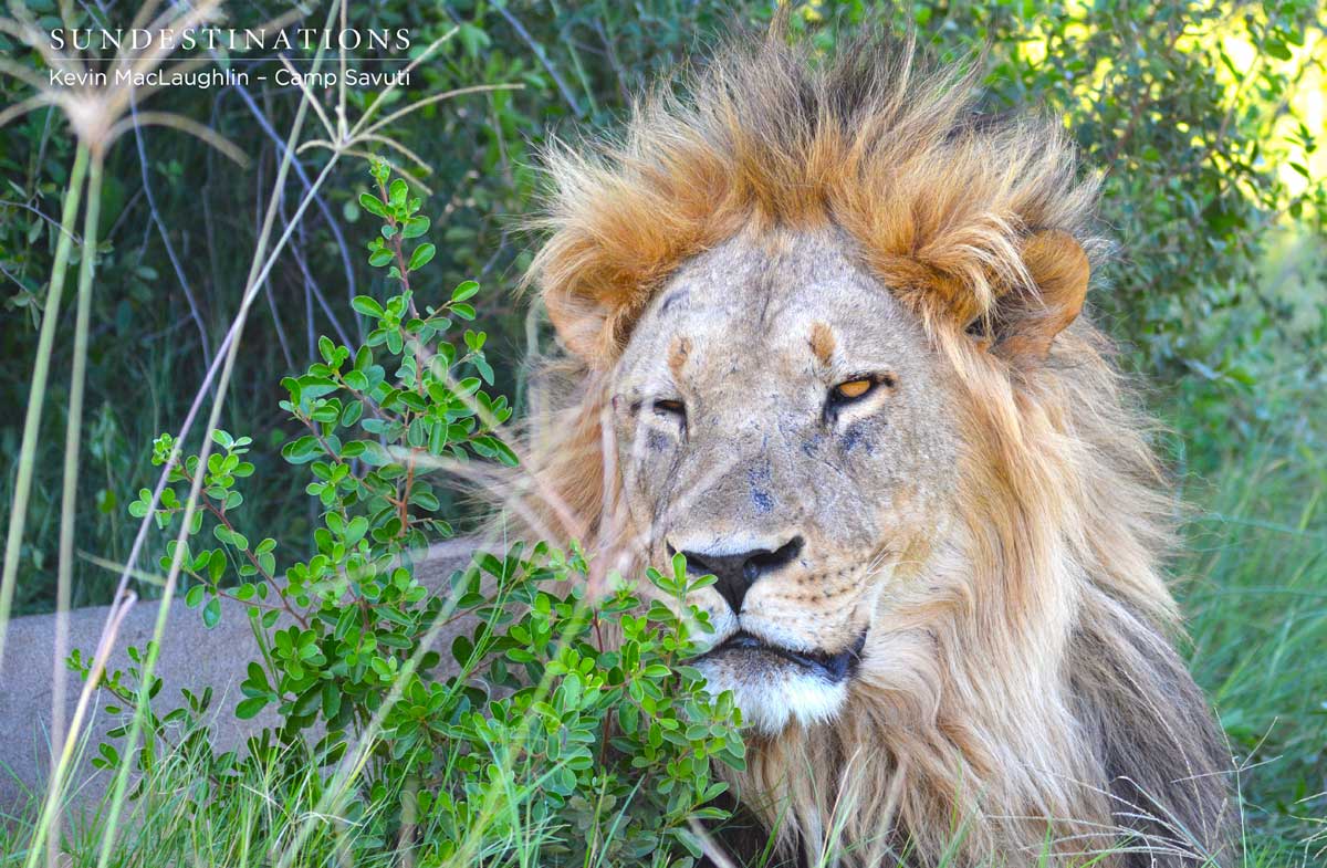 Male lion awakening from an all-day snooze
