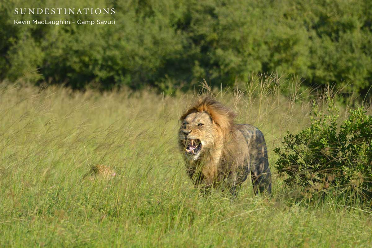 Savuti male lion
