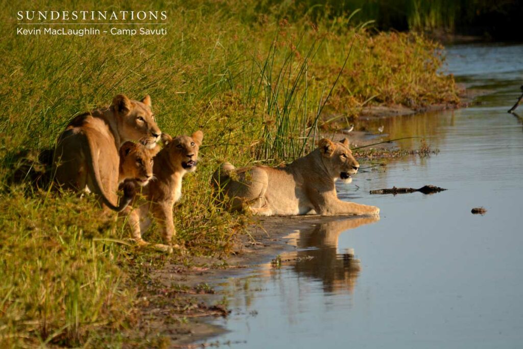 The pride starts to gather at the water's edge