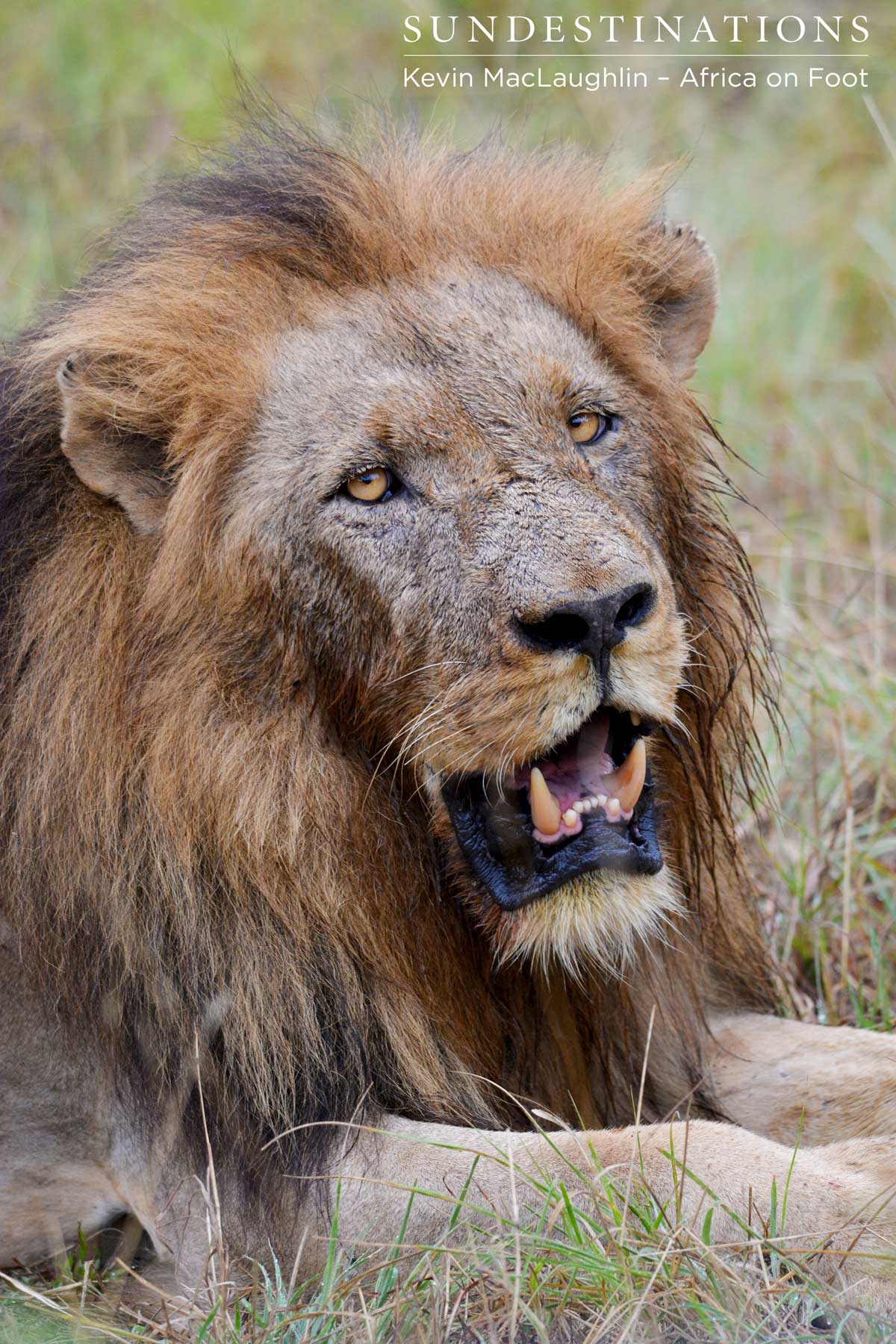 The look of satiation. Full bellies at this buffalo kill.