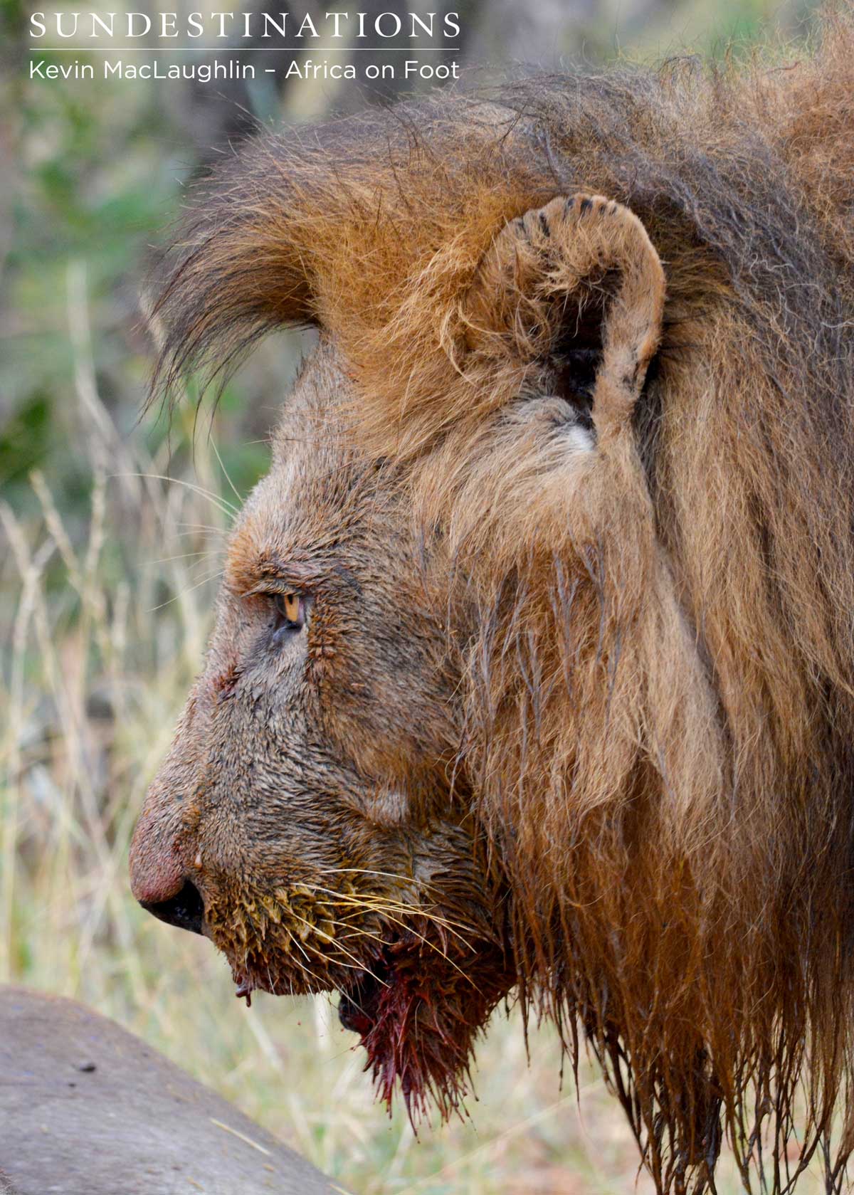 Africa on Foot and nThambo guests witnessed this raw act of nature