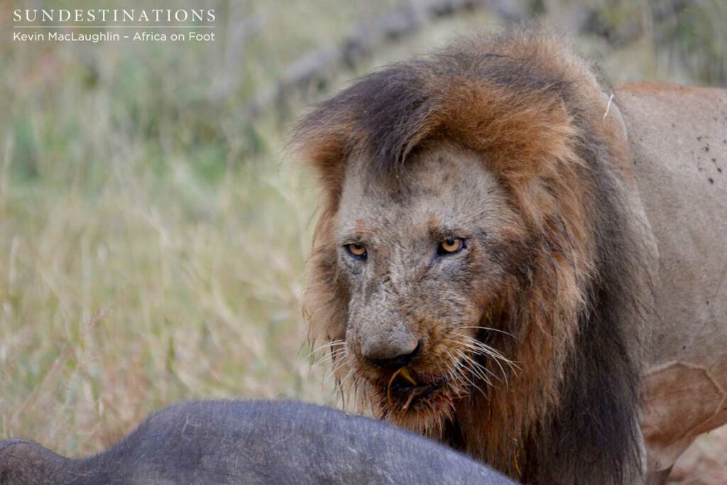 Trilogy male at a buffalo kill