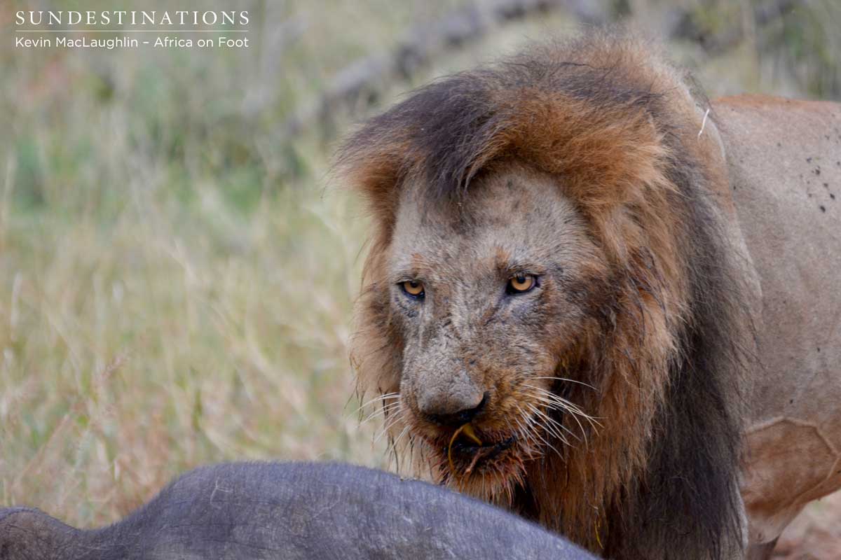 Trilogy male at a buffalo kill