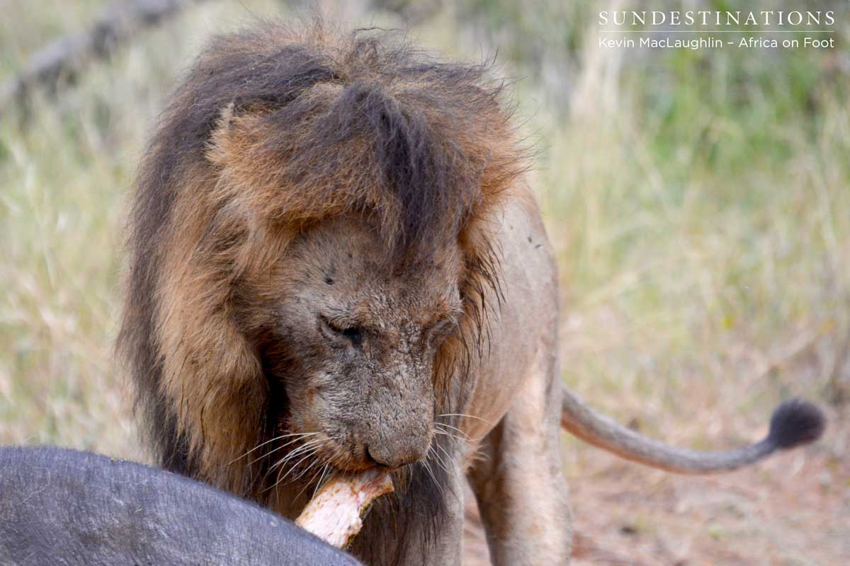 Trilogy coalition makes a buffalo kill