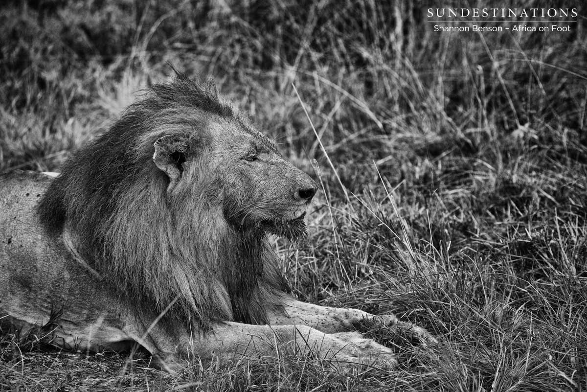 trilogy-kill-shannonb