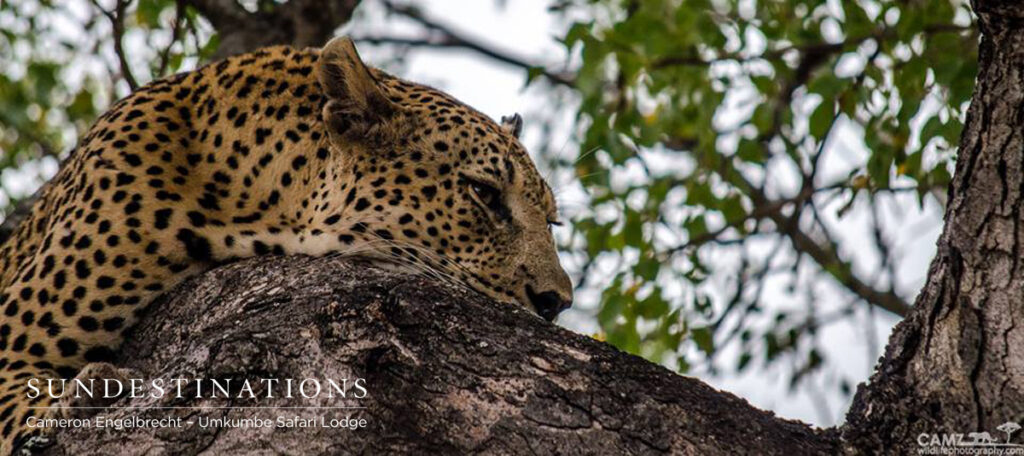 Maxabeni the Leoaprd Maxabeni the leopard spotted at Umkumbe on a kill