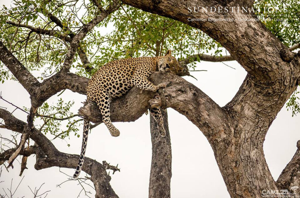 Full from his kill - Maxabeni the leopard Full from his kill - Maxabeni the leopard