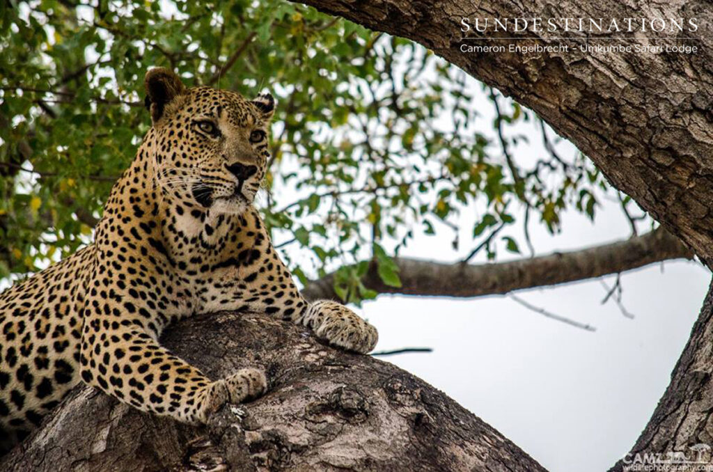 umkumbe4 Sabi Sand Wildtuin Maxabeni Leopard
