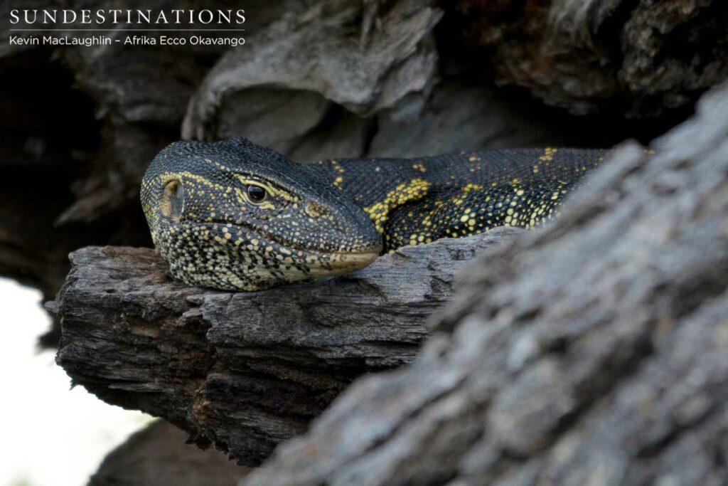 water-monitor-afrika-ecco Water monitor spotted on the Okavango Delta