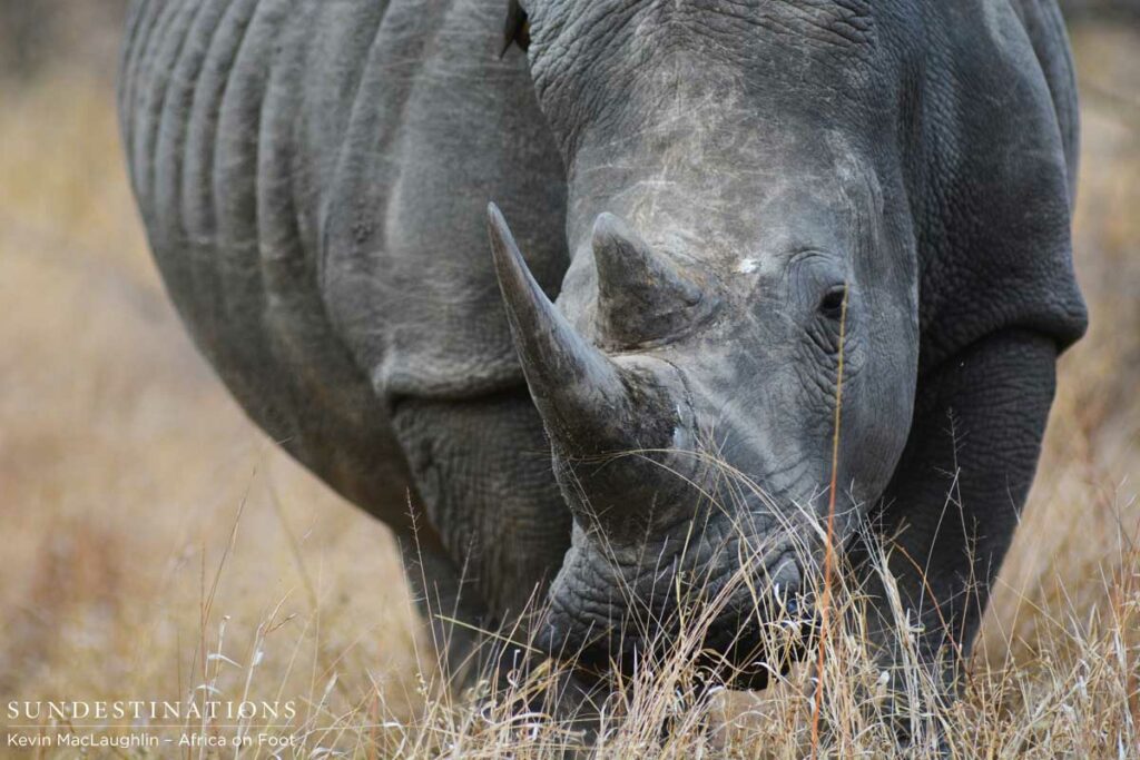 Close up with the white rhino