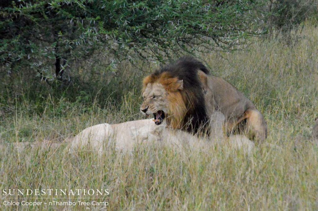Trilogy male mates with the second white lioness Trilogy male mates with the second white lioness