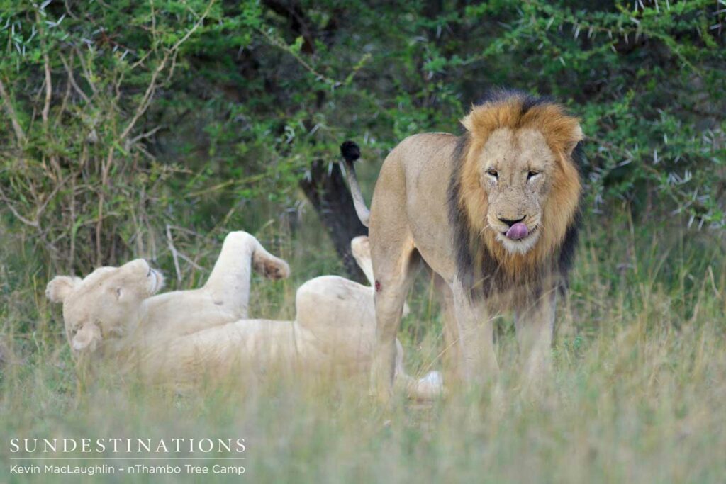 White lioness and Trilogy male White lioness and Trilogy male