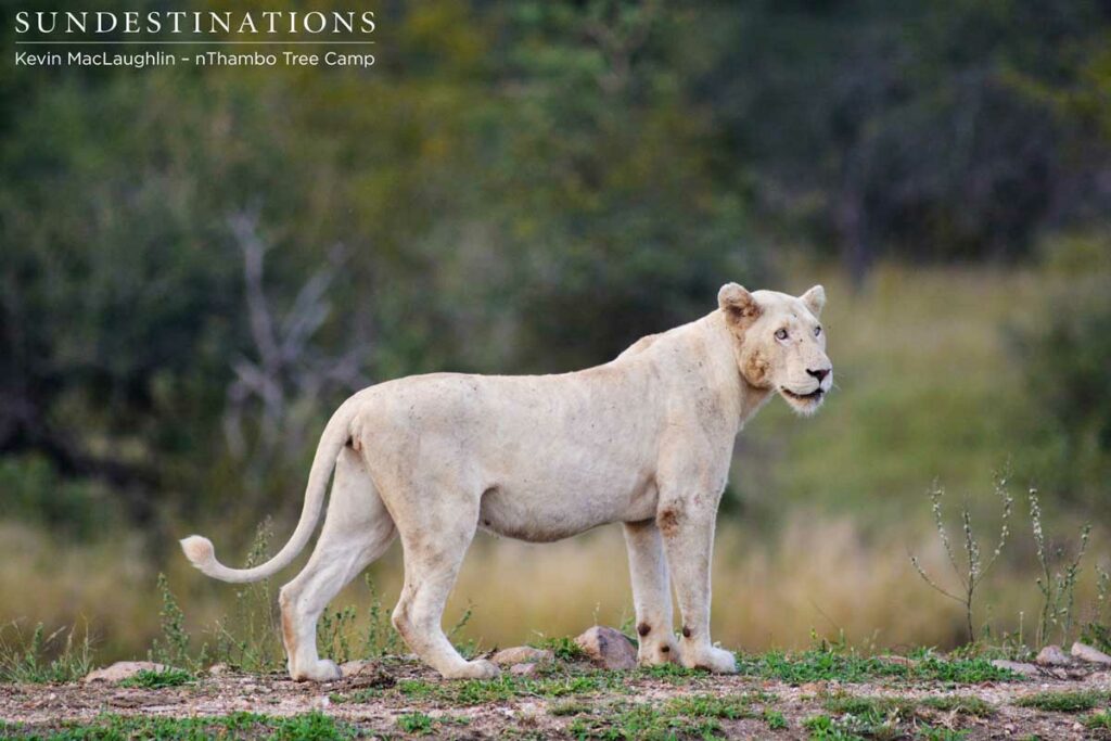 White lioness poses on the dam wall for a picture White lioness poses on the dam wall for a picture