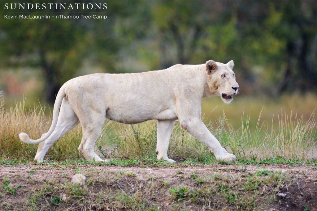 White lioness emerges from the bushes and walks the dam wall White lioness emerges from the bushes and walks the dam wall