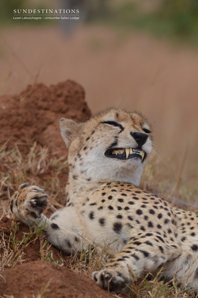 Cheetah on termite mound Cheetah on termite mound