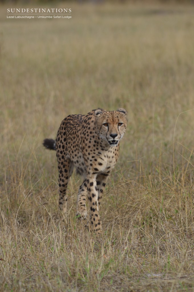 Cheetah - solitary creatures Cheetah can be solitary creatures