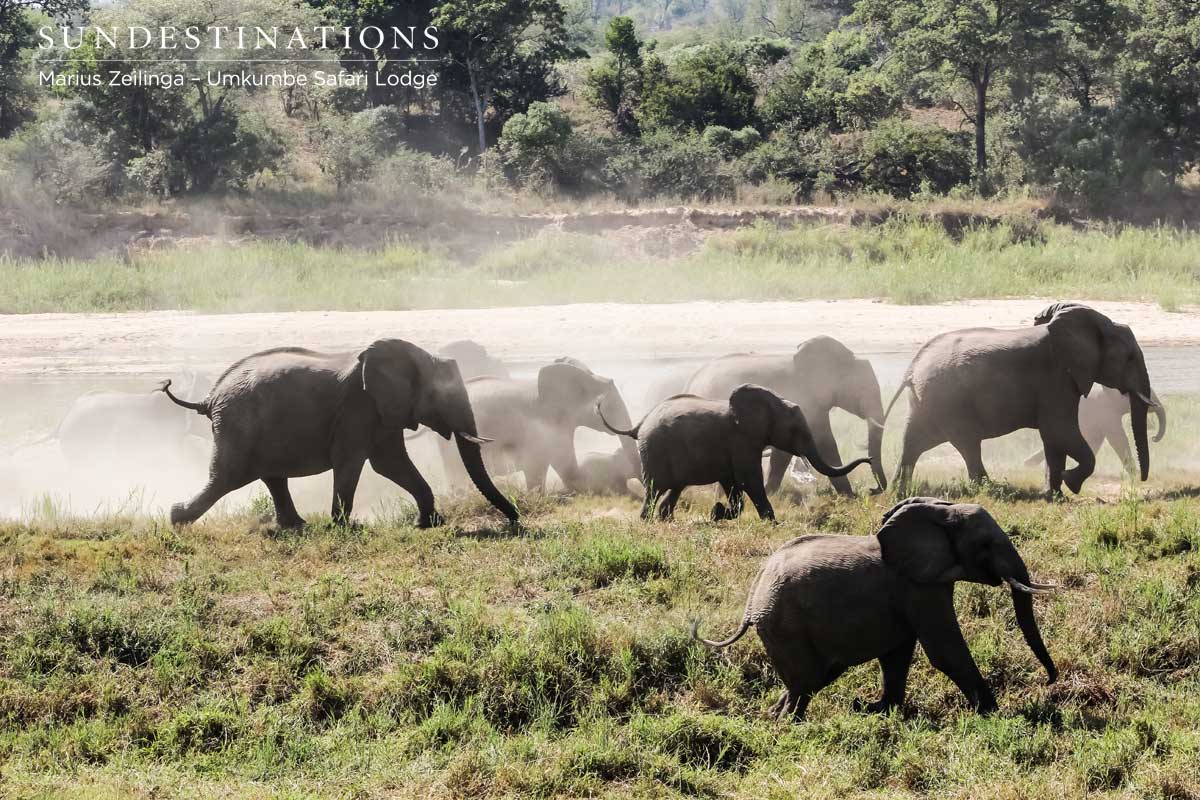 Elephant chase Was Maxabeni the leopard in the area?