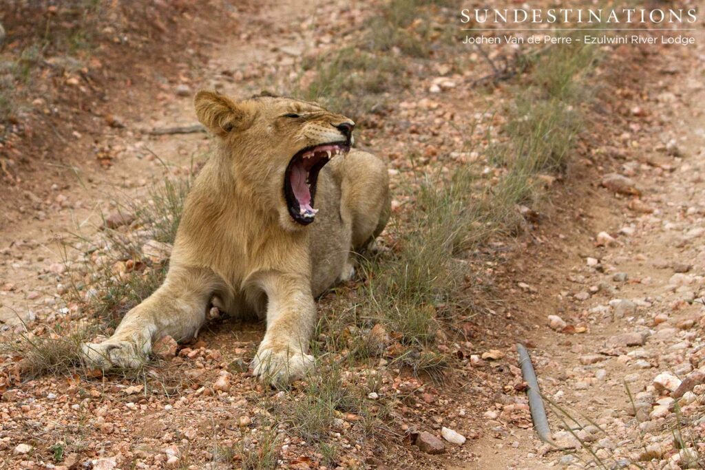 Sub-adult lion - Olifants West