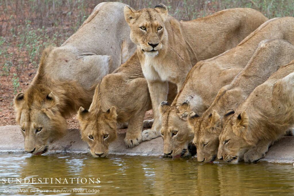 Sub-adult Protecting the Pride