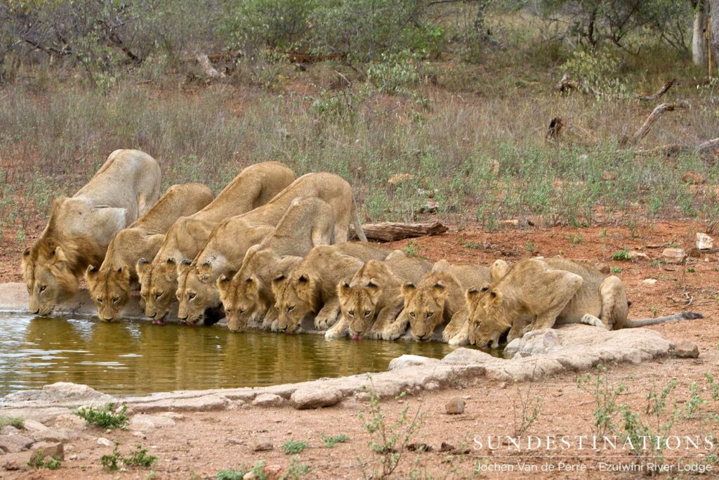 Olifants West Pride -13 Members Strong