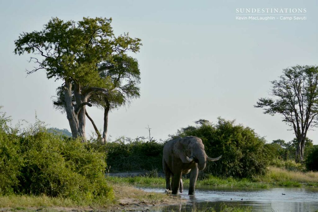 Big tusker takes a drink away from the chaos Big tusker takes a drink away from the chaos